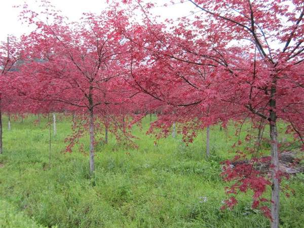 日本紅楓--長景園林
