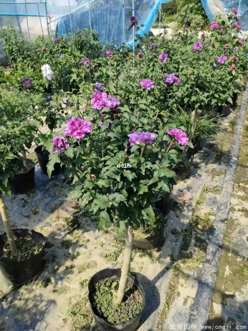 紫玉木槿